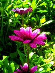 Pink daisies