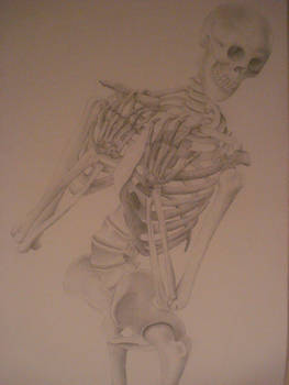 Skeleton detail - top view