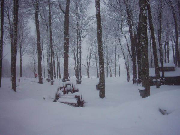 Maple Syrup in Winter