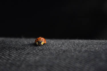 Ladybug