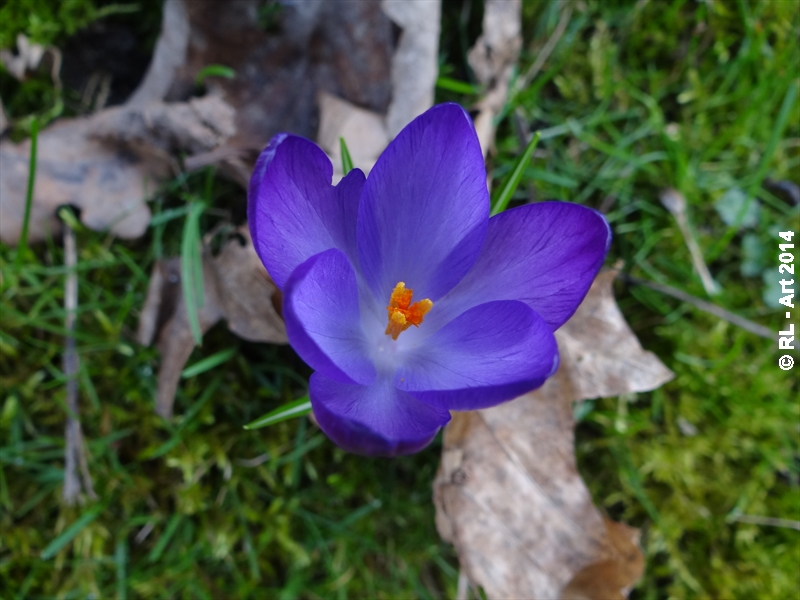 Crocus 4