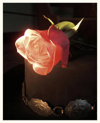 Side-lit Rose