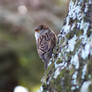 Perched Sparrow