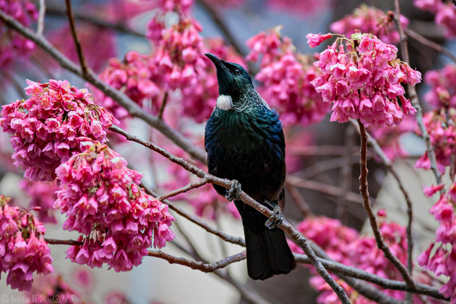 Tui by SnowWhiteInTheWood on DeviantArt