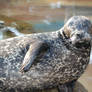 Rescued Seal Two.