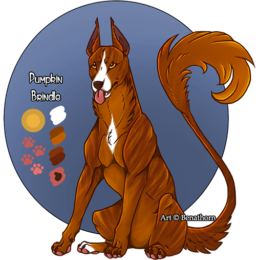 Domestic Jader- Pumpkin Brindle [Auction- CLOSED]