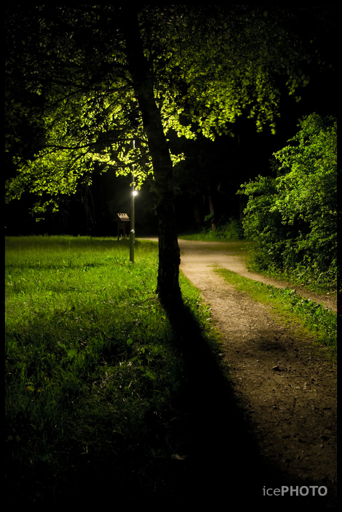 Tree at night