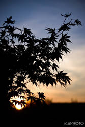 Sunset tree