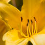 Yellow Lily 5