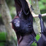 Fruit Bat 1