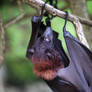 Fruit Bat 2