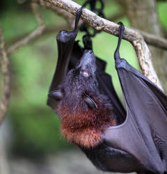 Fruit Bat 2