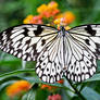 butterfly symmetry