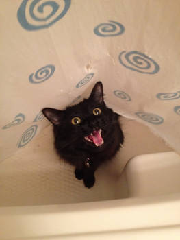 meooooow translation get out while im in the tub