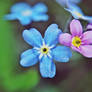 forget-me-not