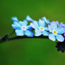 forget-me-not2