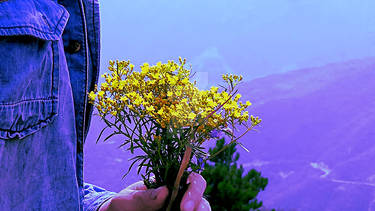 the man and the flowers