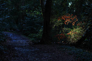 Incredible colorful plants in the ray of sun