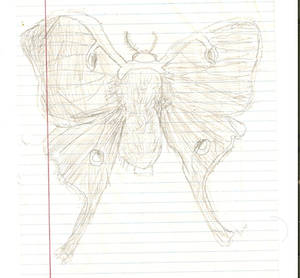 Luna Moth (Sketch)