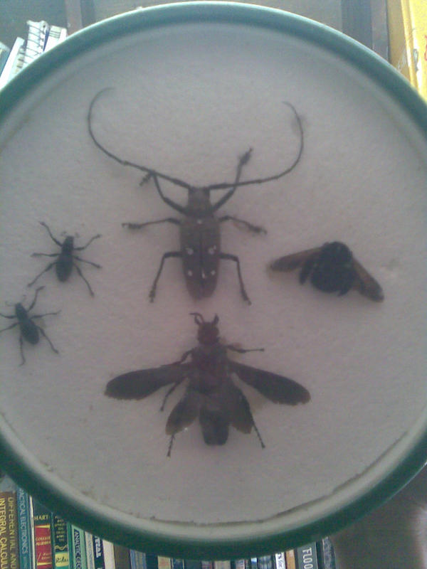 Pseint Insecto Insecto by KidBookid on DeviantArt