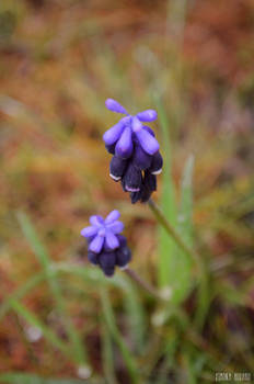 Nature's kisses - Saruturile naturii - 10