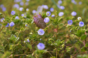 Nature's kisses - Saruturile naturii - 12