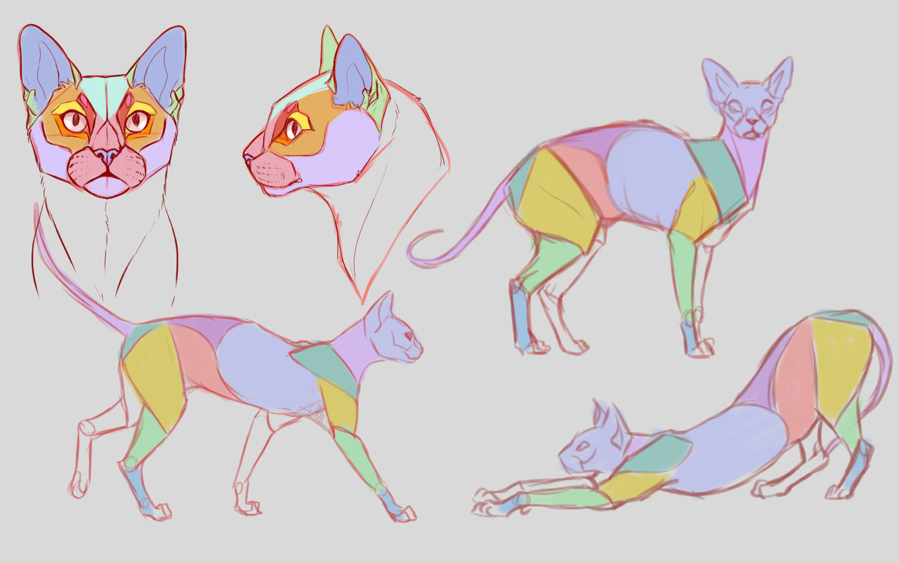 Cat Study Reference Cat Study 2 by T3rrorToff33 on DeviantArt
