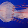 jellies 02