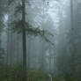 Forest through a fog