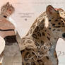 OPEN ADOPTABLE AUCTION I FELINES #5 LEOPARD