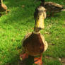 lovely duck