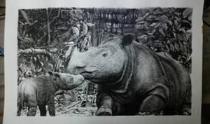 Nasir - sumatran rhino