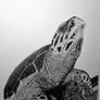 Hawksbill Sea Turtle - Ink Drawing