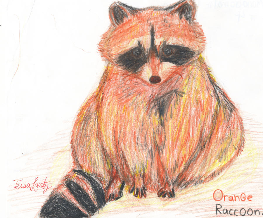 Orange Raccoon by MsLashflash on DeviantArt