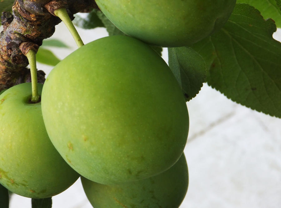 Green Apples