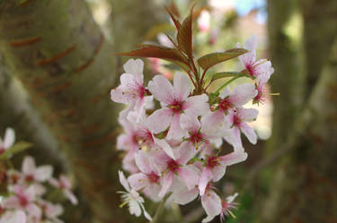 Cherry Blossom #1