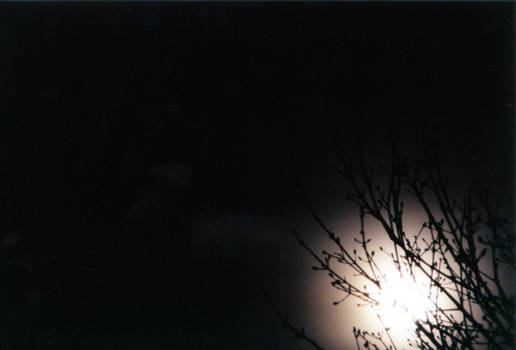 Minimalist Tree and Moon 1