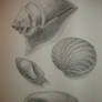 SHELLS