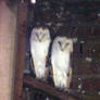 Barn owls