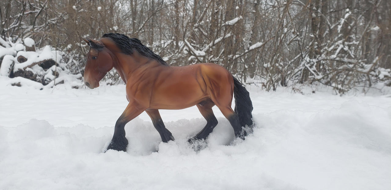 New Model! Meet Prince aka Princeton