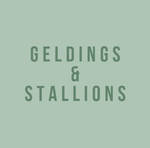 T-gelds