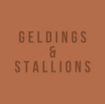 Geldsand Stallys