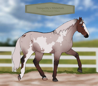 Tranquility's Whitebark