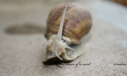 last dance of a snail