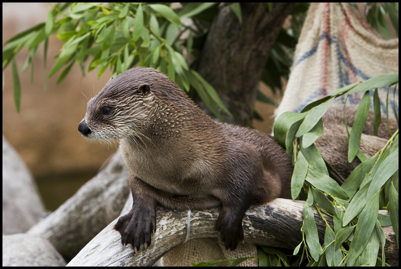 otter by altjeringa