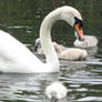 Mother swan