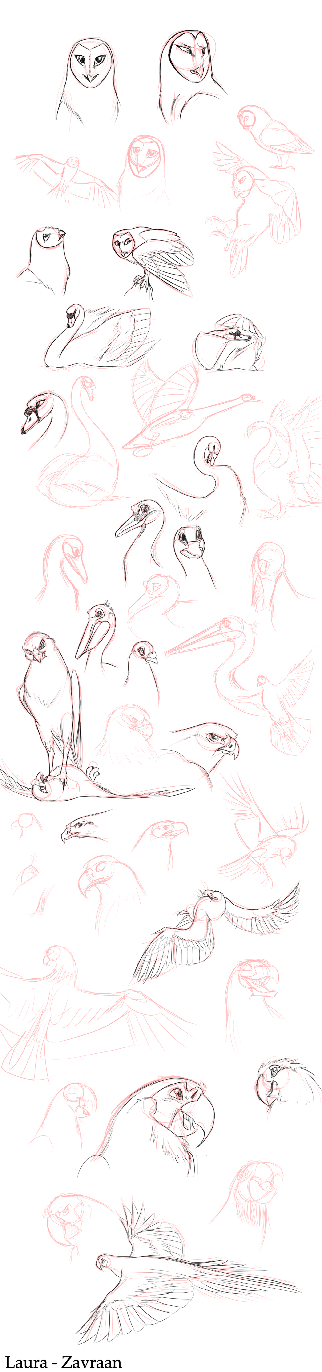 Bird practice sketches