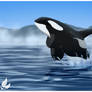 Jumpin orca