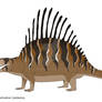 Dimetrodon Limbatus