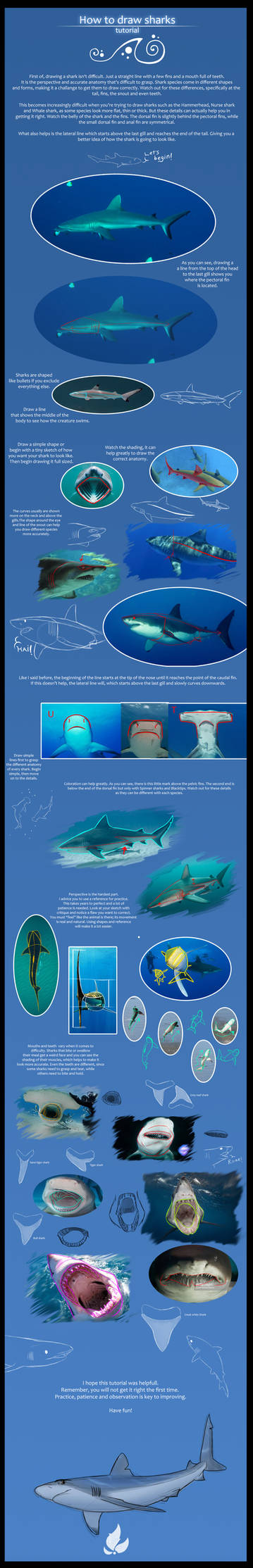 How to draw sharks